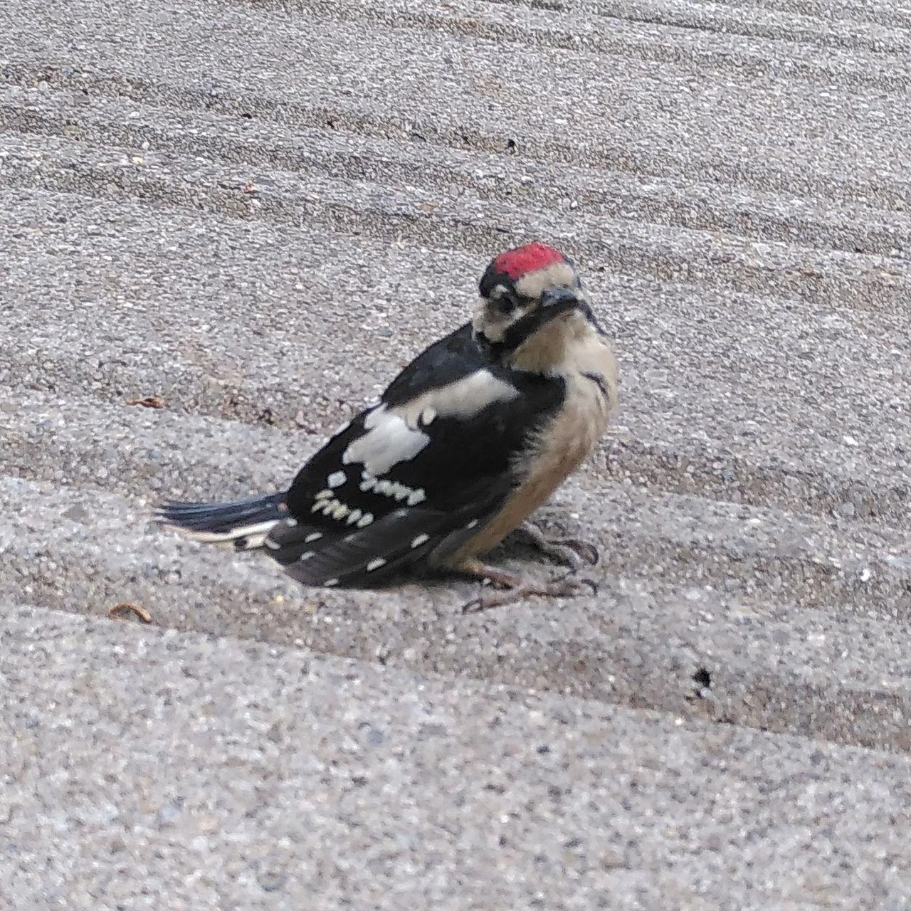 Ein Buntspechtjunges sitzt auf Asphalt nach dem ersten Ausflug aus dem Nest.